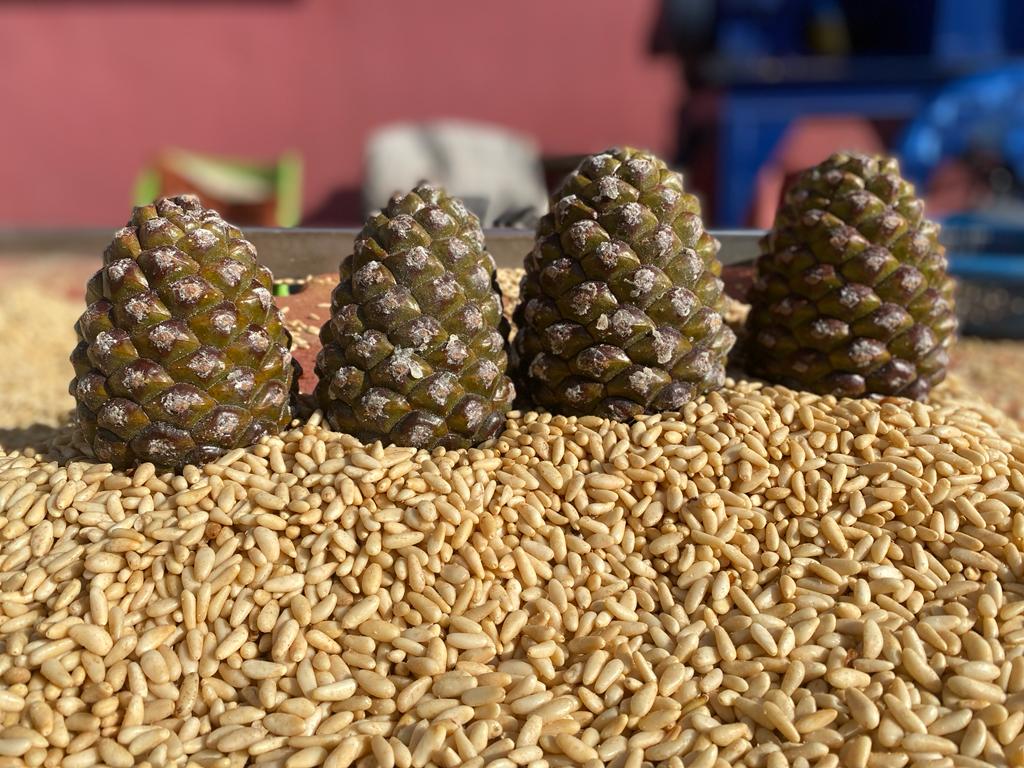 Pineo Çam Fıstığı 1 Kg