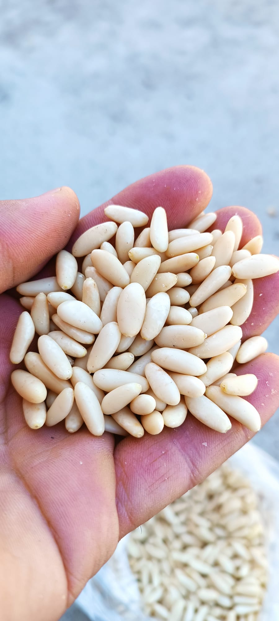 Pineo Çam Fıstığı 1 Kg